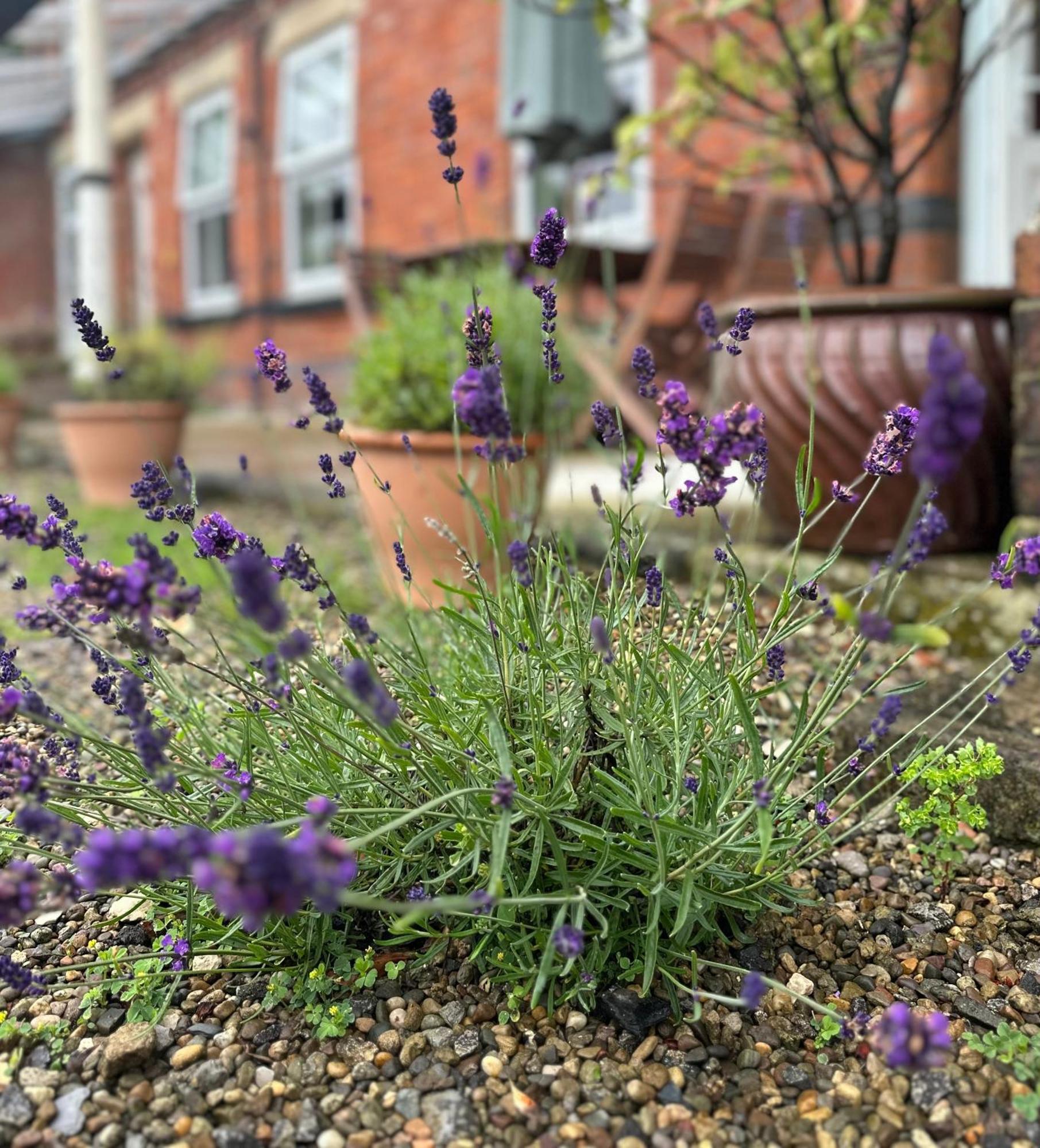 Station House Cottages, Exclusively For Grown Ups, Thornton Dale Пикеринг